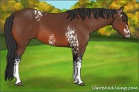 Horse Color:White Spotted Bay 