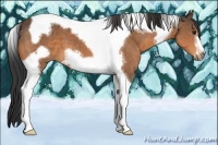 Horse Color:Buckskin Tobiano Frame 