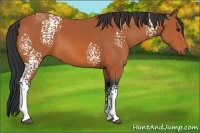 Horse Color:White Spotted Bay 