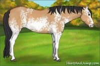 Horse Color:White Spotted Bay Dun