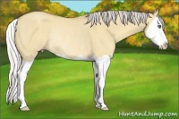Horse Color:Silver Classic Champagne Dun Splash Rabicano