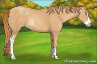 Horse Color:White Spotted Gold Champagne Splash 