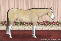 Horse Color:Classic Champagne Dun Splash Rabicano 