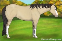 Horse Color:White Spotted Classic Champagne Dun 