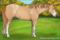 Horse Color:White Spotted Gold Champagne Splash
