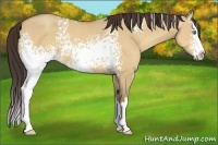 Horse Color:White Spotted Amber Champagne Dun Splash 