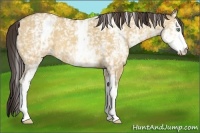 Horse Color:White Spotted Amber Champagne Dun 