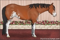 Horse Color:Bay Sabino 
