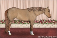 Horse Color:Red Dun 