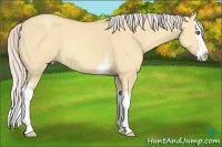 Horse Color:White Spotted Silver Amber Champagne Dun Splash 