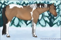 Horse Color:Bay Dun Tobiano 