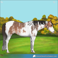 Horse Color:White Spotted Bay Tobiano