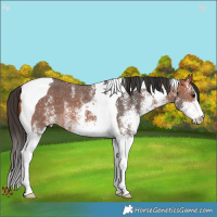 Horse Color:White Spotted Bay Tobiano 