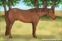 Horse Color:Chestnut Sabino 