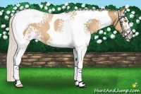 Horse Color:White Spotted Silver Classic Champagne Splash Tobiano 