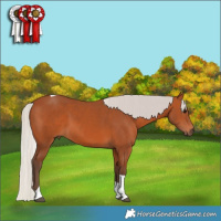 Horse Color:Silver Bay Tobiano 