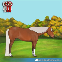 Horse Color:Silver Bay Tobiano 