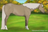Horse Color:Silver Smoky Grullo