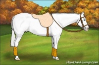 Horse Color:Silver Perlino Appaloosa Rabicano