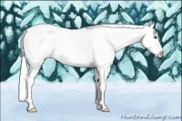 Horse Color:Silver Buckskin Dun Tobiano Appaloosa 