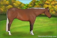 Horse Color:Silver Bay 