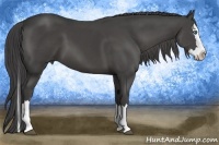 Horse Color:Smoky Black Sabino Splash 