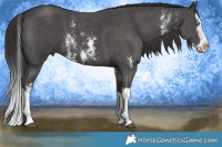Horse Color:Smoky Black Sabino Splash