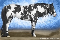 Horse Color:White Spotted Black Splash Frame 