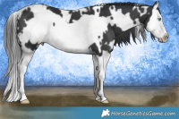 Horse Color:White Spotted Black Splash Frame 
