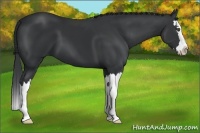 Horse Color:Black Sabino Splash