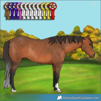 Horse Color:Bay Rabicano 