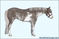 Horse Color:Silver Black Sabino 