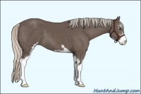Horse Color:Silver Black Sabino 