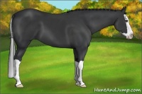Horse Color:Black Splash