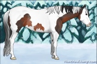 Horse Color:Brown Sabino Splash Tobiano Rabicano 
