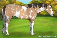 Horse Color:White Spotted Amber Champagne Splash 