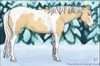 Horse Color:Silver Classic Champagne Dun Splash Tobiano 