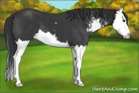 Horse Color:Black Sabino Splash 