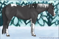 Horse Color:Black Splash Tobiano