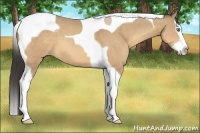 Horse Color:Amber Cream Champagne Splash Tobiano 