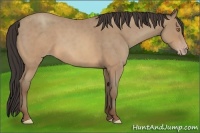 Horse Color:Sable Champagne Roan Sabino 