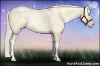 Horse Color:Palomino Pearl Dun Tobiano