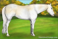 Horse Color:White Spotted Silver Amber Champagne Pearl Dun Splash 