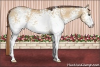Horse Color:White Spotted Bay Pearl Dun