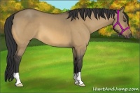 Horse Color:Buckskin Dun 