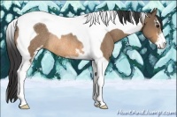 Horse Color:Buckskin Sabino Tobiano Rabicano