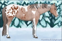 Horse Color:Bay Splash Tobiano Appaloosa 