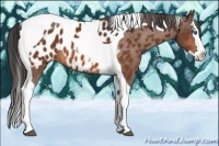 Horse Color:Bay Splash Tobiano Appaloosa 