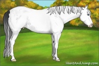 Horse Color:White Spotted Black Splash 