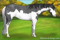 Horse Color:Blue Roan Splash Frame 